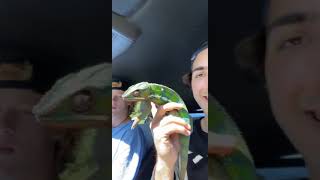 Panther Chameleon Reptiles Videos