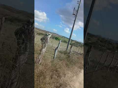 lagoa Grande terezinha pe.