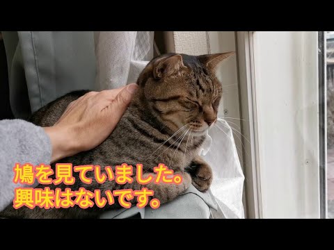 はとがきてた！