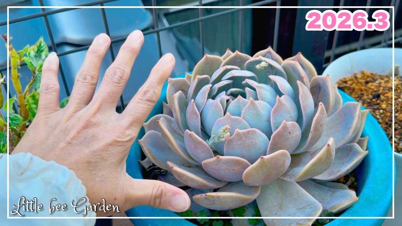 【#561】どうしたらこんなに大きく育つのｗ【ガーデニング】