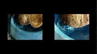 HOW a dog DRINKS (HOW HOW - YELLO)