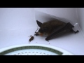 Batty Bat Rescue