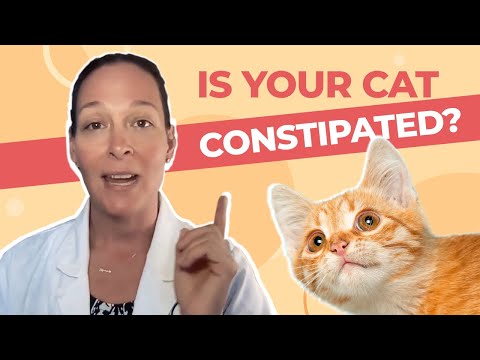 Is Your Cat Constipated? A Vet Explains How to Help