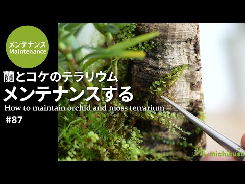 コチニールを完全に除去するにはどうすればよいでしょうか?効果的な6つの自然なヒント!  庭園