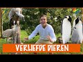 Dieren die homoseksueel zijn?! | DierenpraatTV