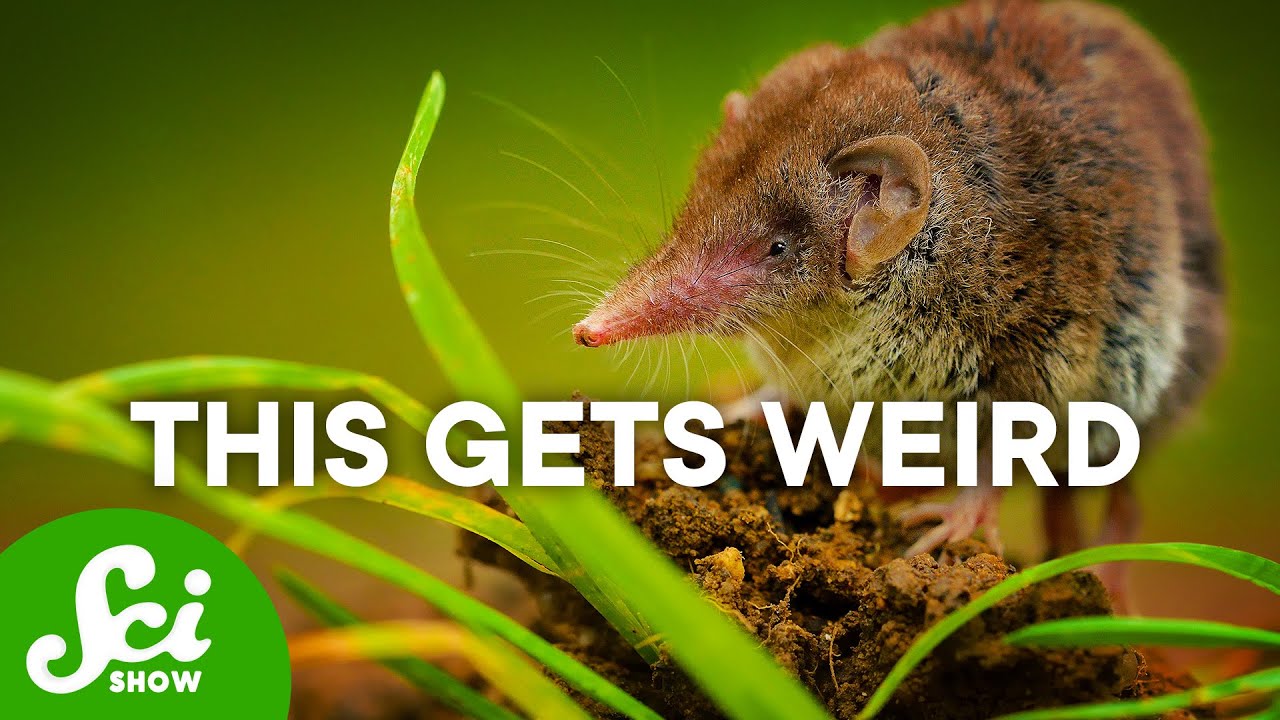 Sometimes…Jellyfish Live on Land