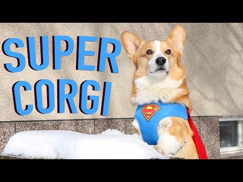 SUPER DOG - Topi the Corgi