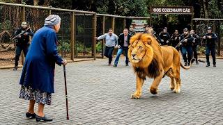 León escapa de jaula en zoológico, mujer mayor se niega a correr, lo que sucedió sorprendió a todos
