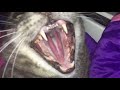 Cat Hissing