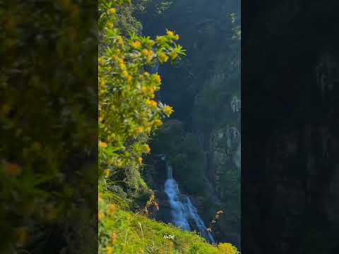 🍃🫶🌻💆#short#naturalvibe#naturalbeauty#mindrelaxing#nature