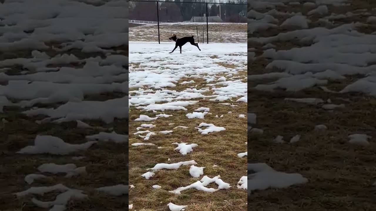 Enlarge Alara, a ADOPTABLE Doberman Pinscher in Arlington, VA video 5/6