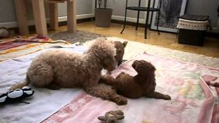 preview picture of video 'Honey playing with pups'