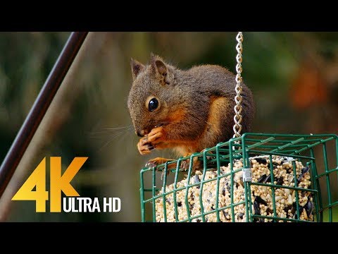 4K Little Backyard Visitors - 10-bit Color Relaxation Video with Birds Chirping