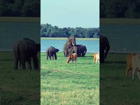Breeding process of elephants | how to elephant  do intercoursing #tourismsrilanka #elephantlife