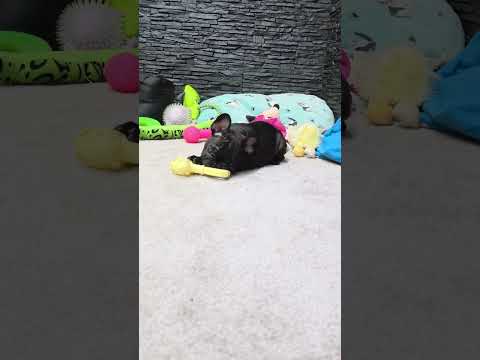 Video 6