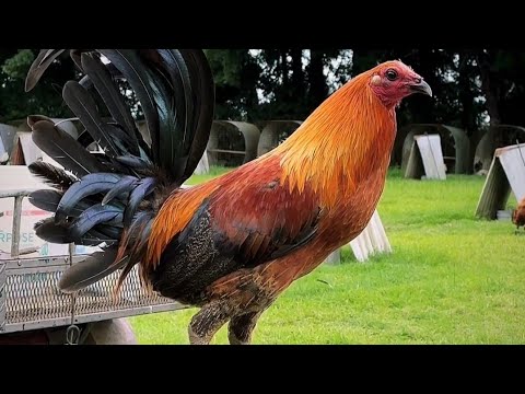 Black Friday Rcp Farm in Hawaii 🌴🇺🇸 Owner Roger Tabac - Beautiful Black Birds