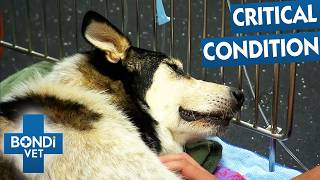 Distressed Dog Collapses After Hit And Run | Bondi Vet Double Episode