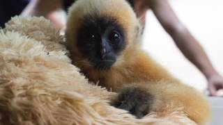 Orphaned Ape Snuggles with Teddy Bear with a Heartbeat