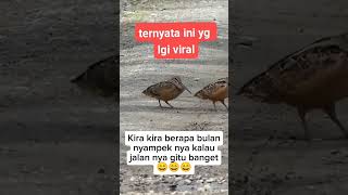 Download lagu hihi #funny mp3 Download lagu hihi #funny mp3