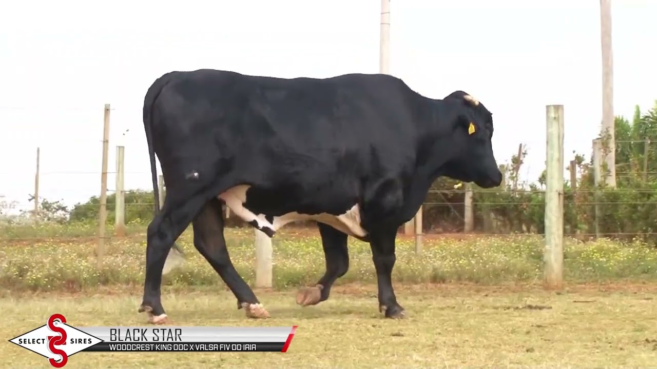 Vídeo BLACK STAR DOC DA BABILONIA