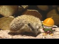 EX Jimjam Channel