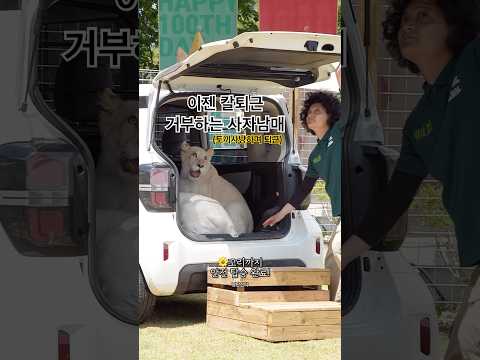 이제 칼퇴 거부, 토끼사냥하며 퇴근하는 사자남매
