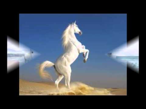 Crna Tocka - Mrtvi Konji