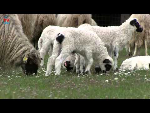 download lagu mp3 mp4 Sheep And Lamb, download lagu Sheep And Lamb gratis, unduh video klip Sheep And Lamb