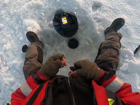 6 kiloo ahventa lestistä