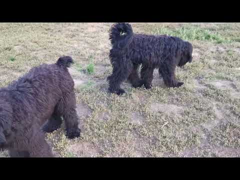 Schwarzer Russischer Terrier Welpe kaufen