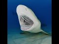 A Lemon Shark Rest S Peacefully With It S Mouth Wide Open Allowing A Remora Cleanning The Parasites