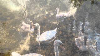 Brian Eno & Harold Budd - First Light