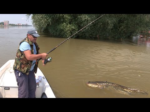 Pecanje soma na Dunavu i bele ribe reci Vuki u Hrvatskoj - Dubinsko pecanje | Fishing catfish