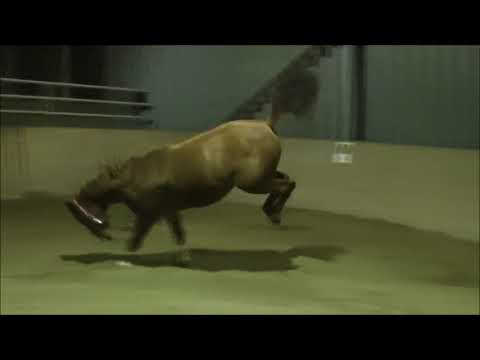 Zauberer v. Zöllner xx- Canto- Lord- Fernando- Ladykiller xx