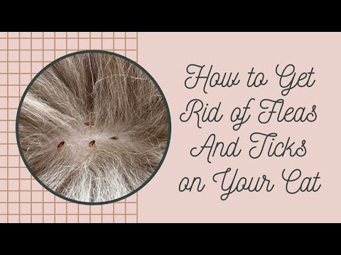 How to Get Rid of Fleas And Ticks on Your Cat