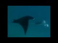Really Wild Animals Manta Rays Adventures In Asia