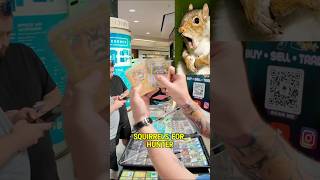 we’ve been saving squirrel Pokémon cards for Hunter 🐿️ #contentcreator #hobby #pokemon #wholesome