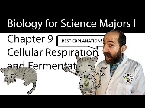 Chapter 9 – Cellular Respiration and Fermentation CLEARLY EXPLAINED!