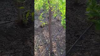 2year sandalwood tree its most expensive tree in world