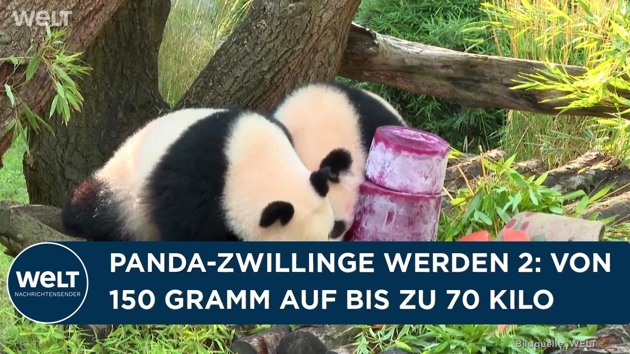 BERLIN: Panda-Zwillinge Leni und Lotti feiern zweiten Geburtstag im Zoo