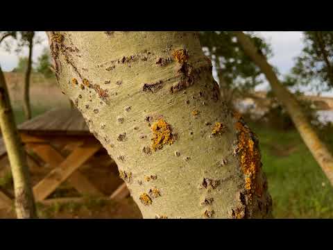 Senda de los almendros - refugio de pescadores (Riberas de Castronuño - Vega del Duero - Valladolid)