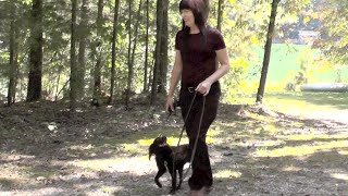 Download Lagu Puppy Training, Kona, Boykin Spaniel, Day 2: Recall, Place, Follow, Free Thumbnail