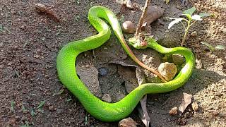 Cân cảnh con rắn đáng sợ nhất là đây