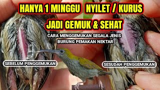 Download lagu UPDATE HASIL PENGGEMUKAN PIJANTUNG HANYA 1 MINGGU SUKSES !!! mp3