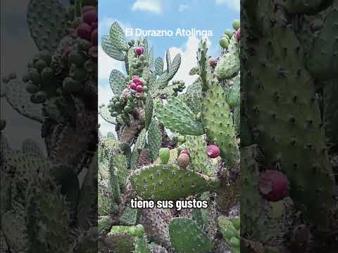 las ricas tunas en el campo Zacatecas rancho  El Durazno Atolinga vida de campo