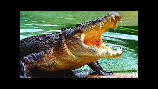 salt water crocodile(wild documentary} - nat geo