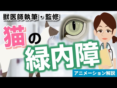 猫の緑内障 - 原因、症状、治療法