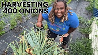 Harvesting 400 Onions