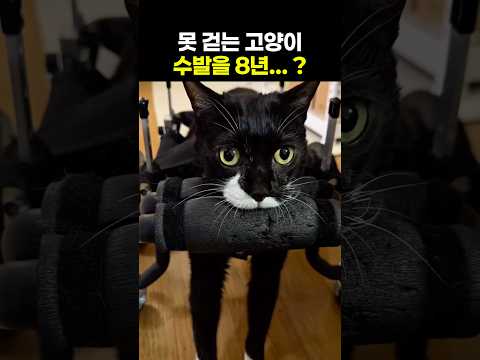 두 살에 쓰러진 냥이가 열 번째 생일을 맞은 사연