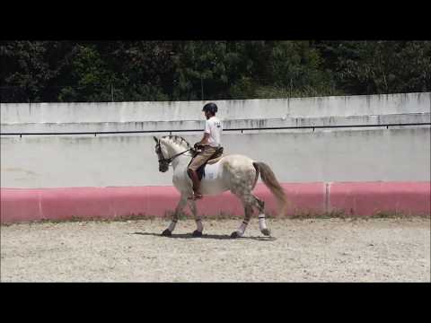 Erasmus D'Atela [Jun 2019]